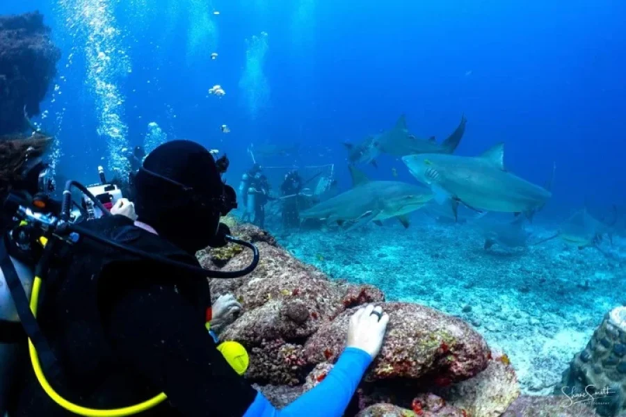 Fiji Shark Snorkel
