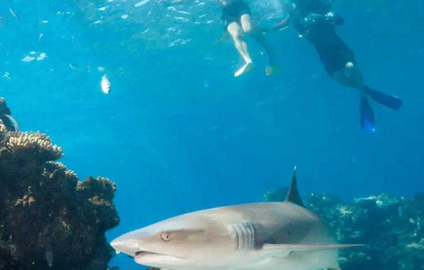 Snorkel with Sharks in Fiji