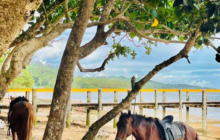 Coral Coast Fiji Mountain View Horse Riding 2026
