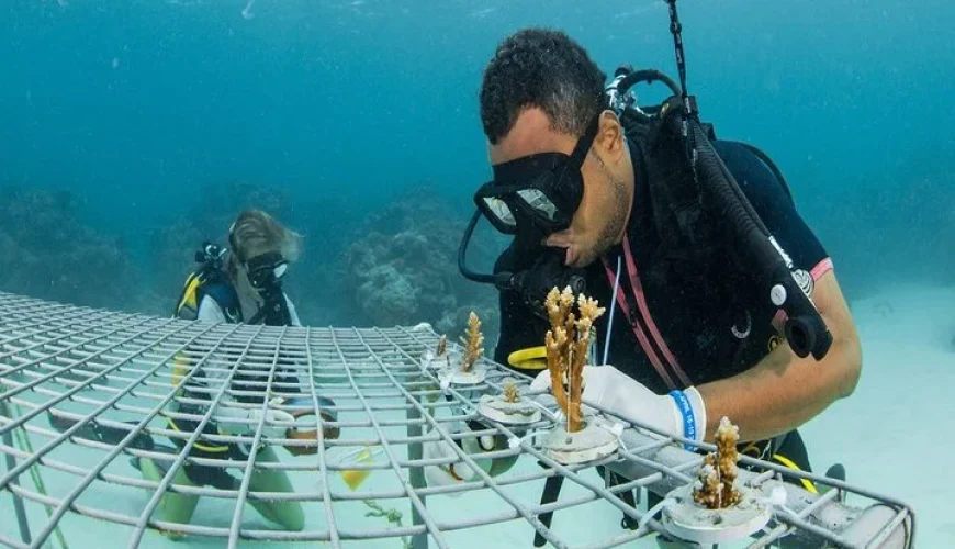 Fiji Sailing Trip | Sabre Fiji Sailing Day Tour – With Tour Fiji