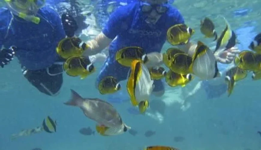 Sail the Mamanuca Islands – A Day in Paradise with Tour Fiji